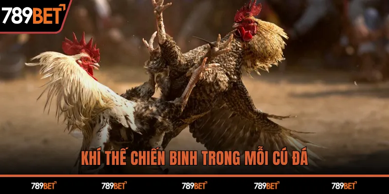 Khí thế chiến binh trong mỗi cú đá